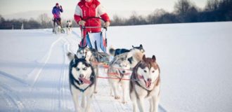 Woman musher hiding behind sleigh at sled dog race on snow in winter